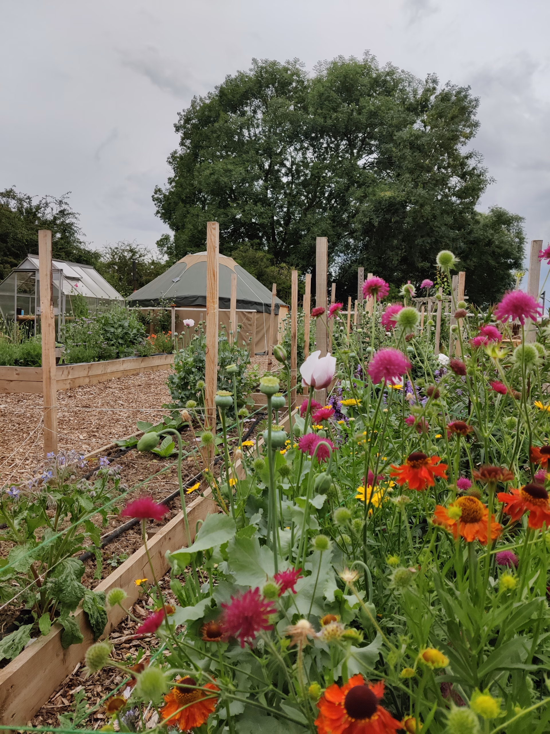 Flowers in the Butterley garden with a yurt in the background