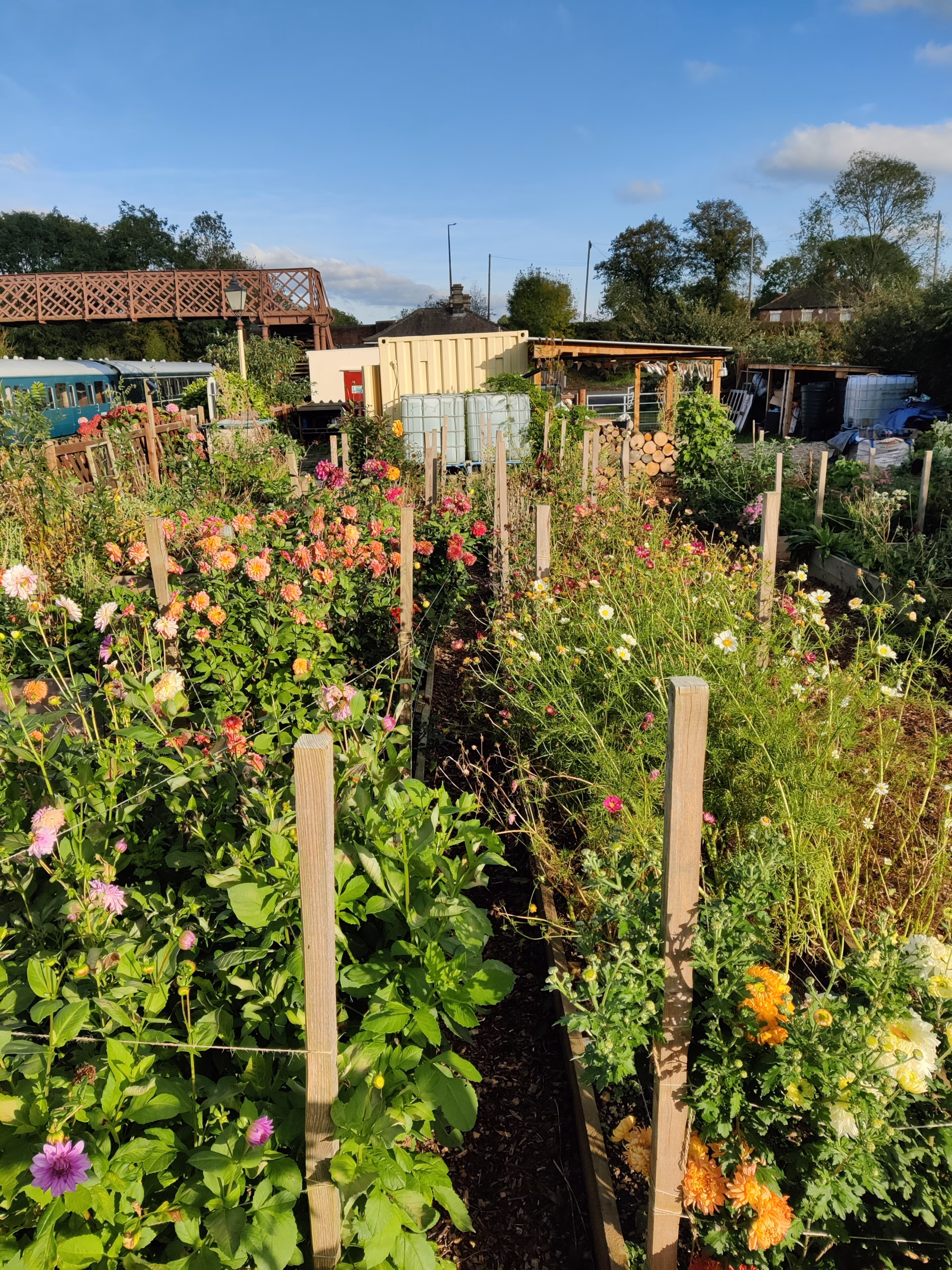 Cut flowers ready for harvest