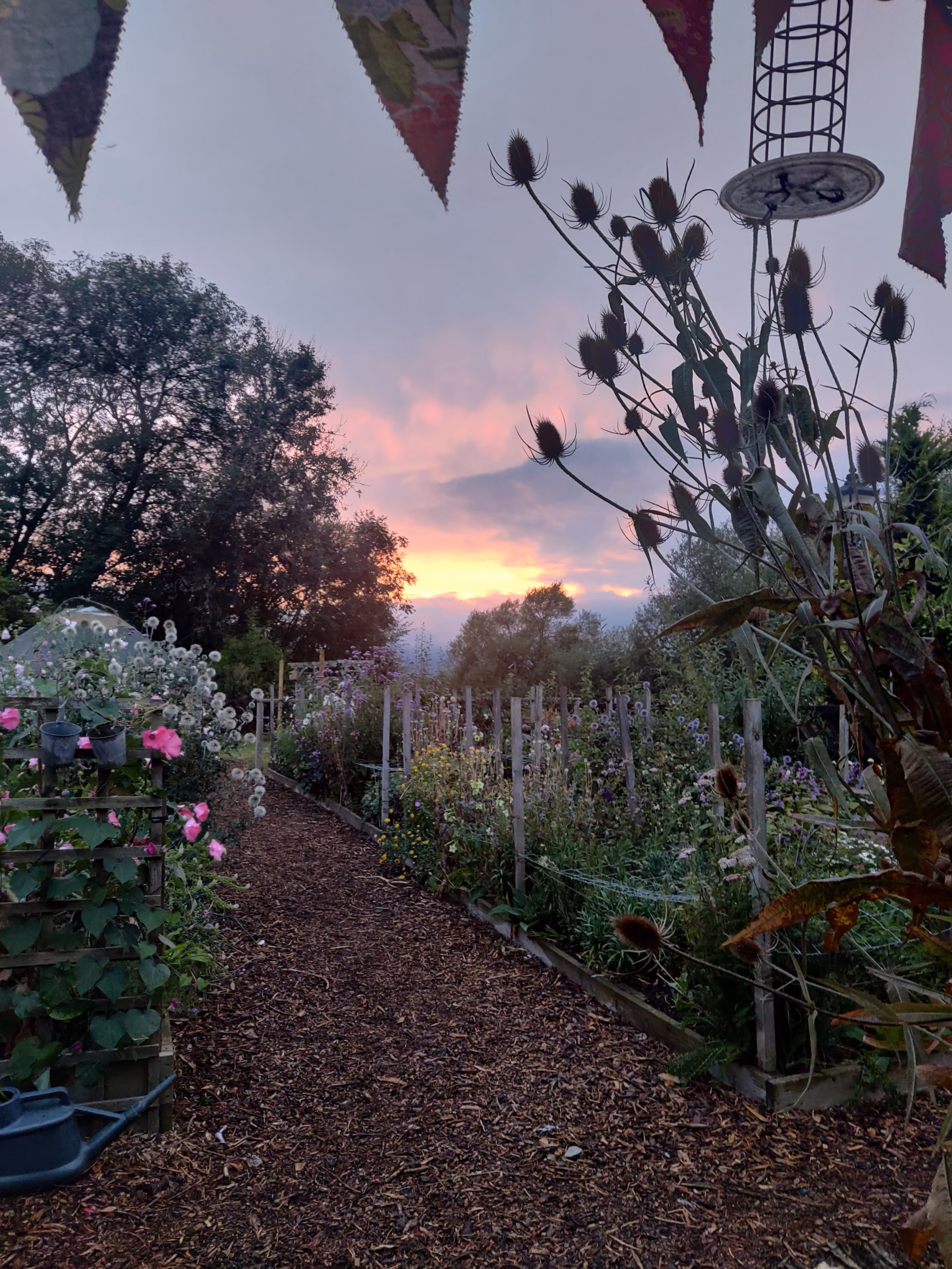 Image of a sunset flowers for cut flower bouquets in the foreground