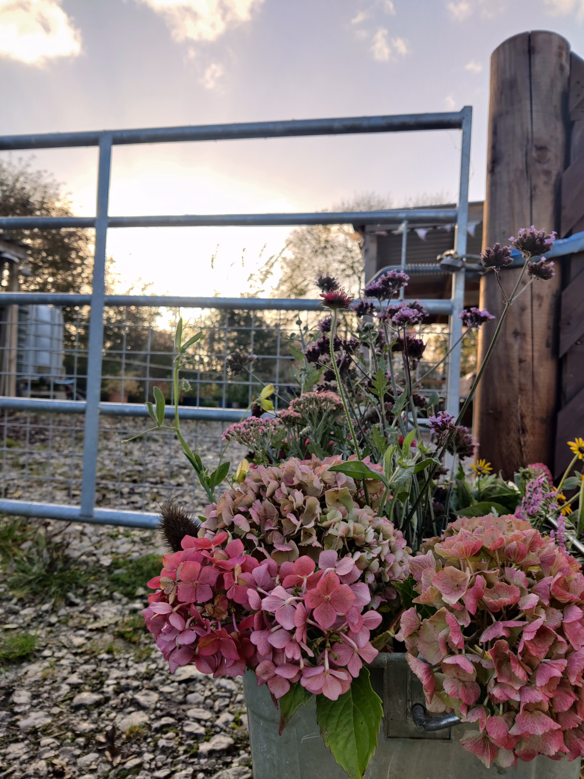 Flowers by the flower farm field gate with a sunset in the background